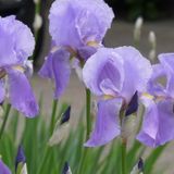 Iris Empress of India P1020874