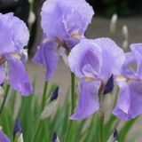 Iris Empress of India P1020874