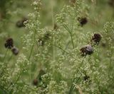 Kraailook, Allium vineale, Uiengras, Wilde bieslook IMG_9888