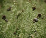 Kraailook, Allium vineale, Uiengras, Wilde bieslook IMG_9888
