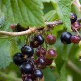 Ribes nigrum 'Black Reward'