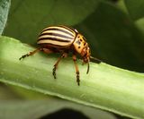 colorado-potato-beetle-1803237__480