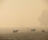 schapen in de mist ommeren