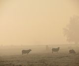 schapen in de mist ommeren